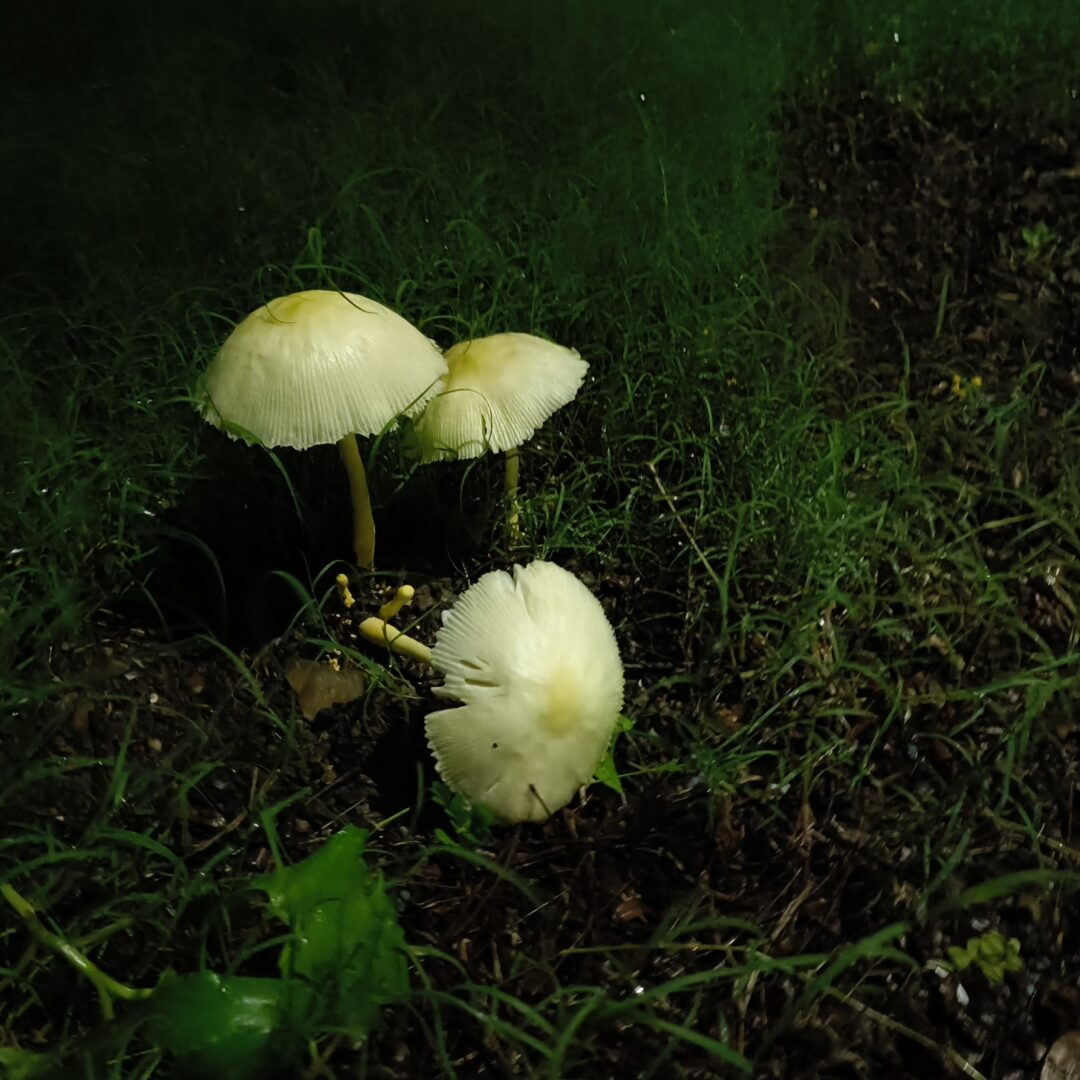 IMG_20240728_215726802