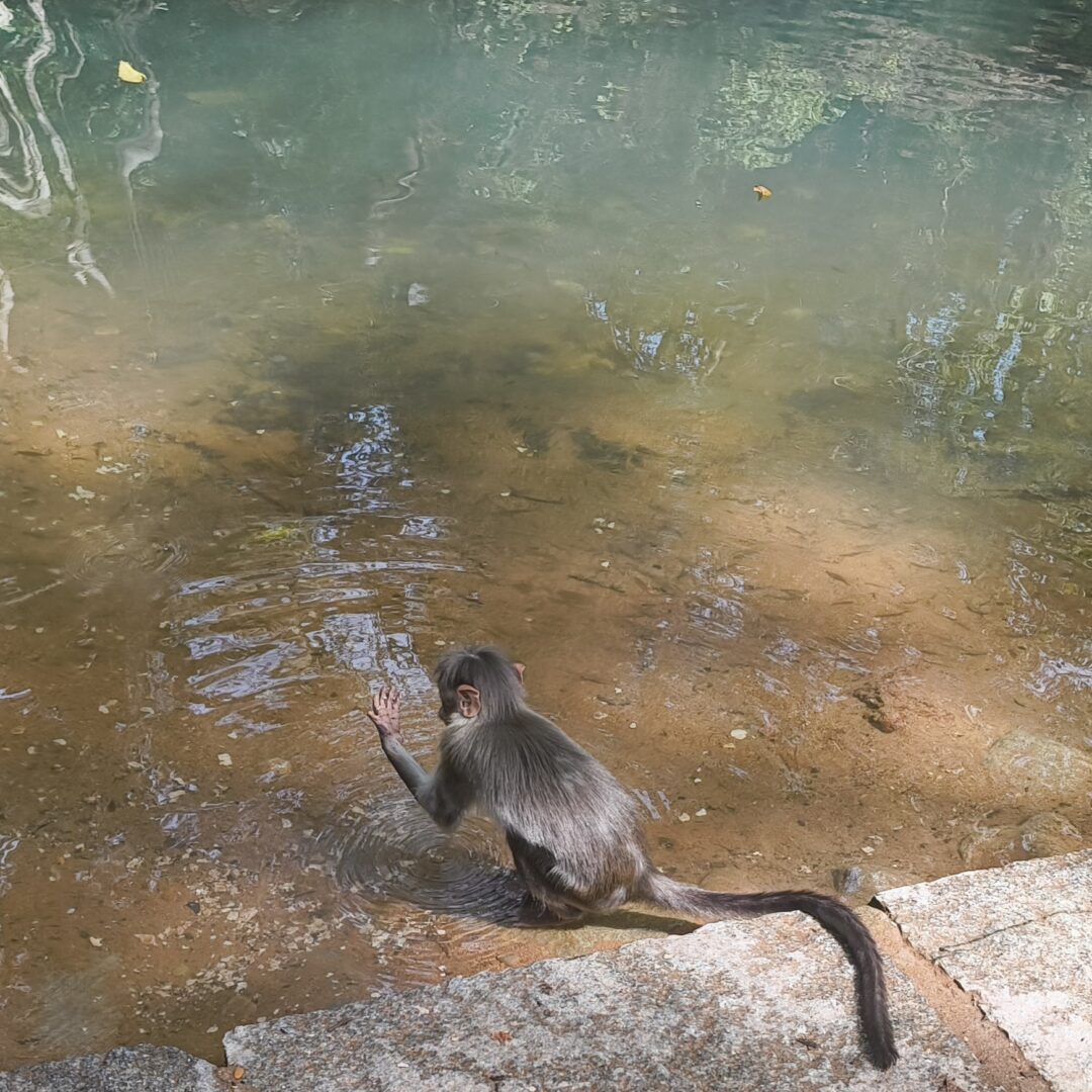 IMG_20241230_123311208